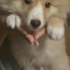 返信返せなくなってしまうので一旦募集停止にさせて頂きます。…