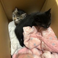 子猫　2匹　黒とキジ柄