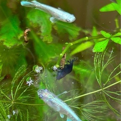 マリアージュ　メダカの画像