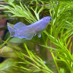 マリアージュ　メダカの画像