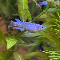 マリアージュ　メダカの画像