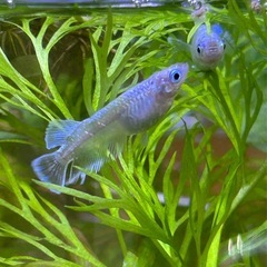 マリアージュ　メダカの画像