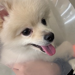 ポメラニアン 9ヶ月 オス