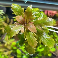 水草 ハイグロフィラトリフロラの画像