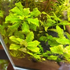 水草 ハイグロフィラトリフロラの画像