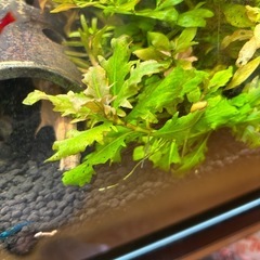 水草 ハイグロフィラトリフロラの画像