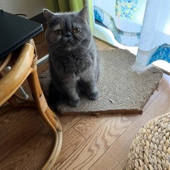 エキゾチック　メス　4歳　血統証付き　保険加入(FPC) …