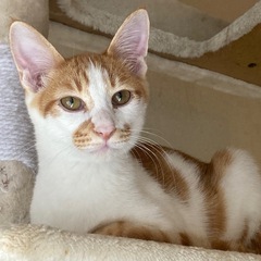 イケメン茶白ボーイ👦