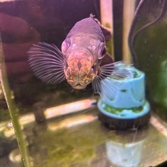 アストロノータスの画像