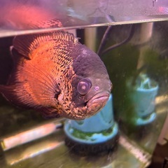 アストロノータスの画像
