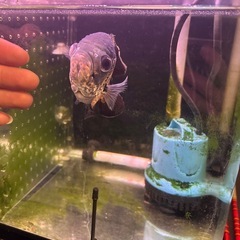 アストロノータスの画像