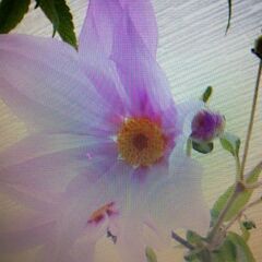 皇帝ダリアに魅了するバカなオレの画像