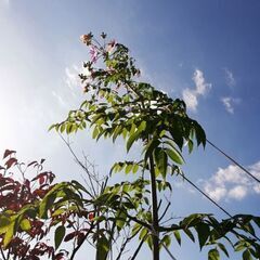 皇帝ダリアに魅了するバカなオレの画像