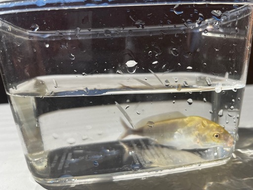 プラチナモルミルス　熱帯魚