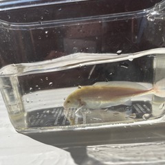 プラチナモルミルス　熱帯魚の画像