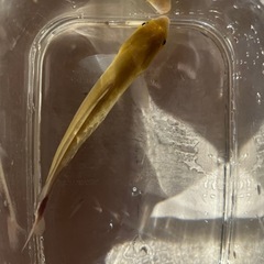 プラチナモルミルス　熱帯魚の画像