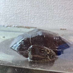 大きなクサガメ欲しい方居ませんか？有精卵産みます