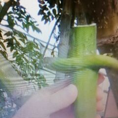 皇帝ダリアに魅了するバカなオレの画像