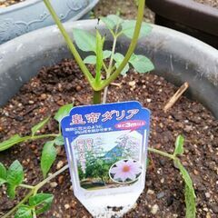 皇帝ダリアに魅了するバカなオレの画像