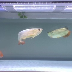アクリル水槽各種の画像