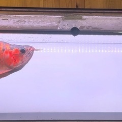 アクリル水槽各種の画像