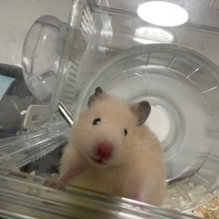 キンクマハムスター(長毛)