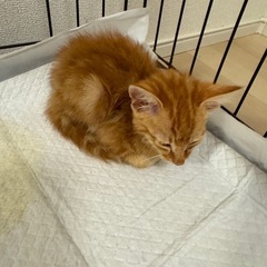 2、3ヶ月くらいの猫の画像