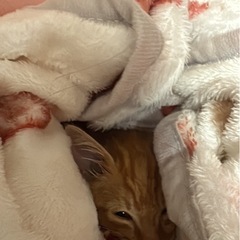 2、3ヶ月くらいの猫 - 中頭郡