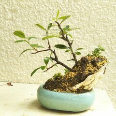 盆景ピラカンサの画像