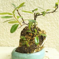 盆景ピラカンサの画像