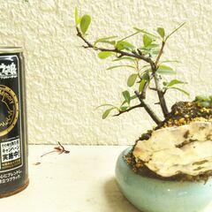 盆景ピラカンサの画像