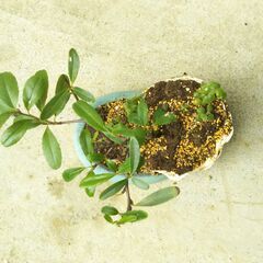 盆景ピラカンサの画像