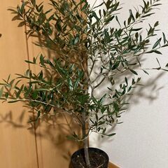 オリーブの観葉植物の画像