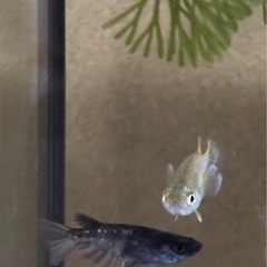 メダカの画像