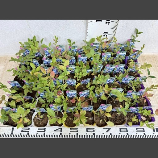 【植物】《まとめ売り》ブルーベリー苗 60株 ②