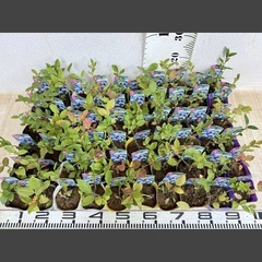 【植物】《まとめ売り》ブルーベリー苗 60株 ②の画像