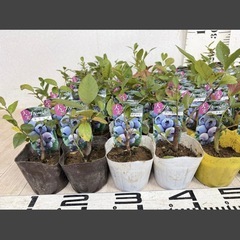 【植物】《まとめ売り》ブルーベリー苗 60株 ②の画像
