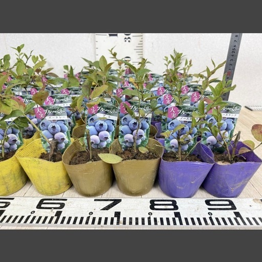 【植物】《まとめ売り》ブルーベリー苗 60株 ②