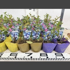 【植物】《まとめ売り》ブルーベリー苗 60株 ②の画像