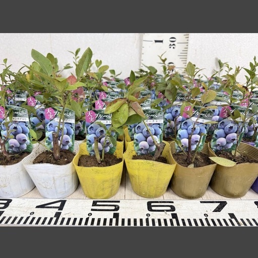 【植物】《まとめ売り》ブルーベリー苗 60株 ②