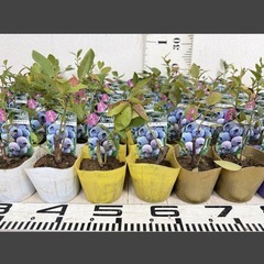 【植物】《まとめ売り》ブルーベリー苗 60株 ②の画像