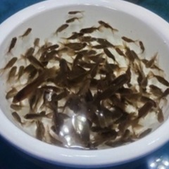 【20尾成約済】⑦更に100尾追加　オランダローズテール稚魚10尾500円の画像