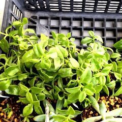 <<NEW>>【多肉植物】アプテニア属『ベビーサンローズ』3号ポリポット（BSR100）の画像