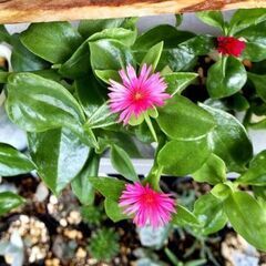 <<NEW>>【多肉植物】アプテニア属『ベビーサンローズ』3号ポリポット（BSR100）の画像