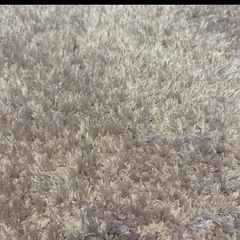 ニトリ　ラグ　大　
ラメシャギー ピンク　140✖️200の画像