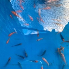 鯉🐠20匹の画像