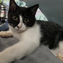 ハチワレ子猫🐈‍⬛