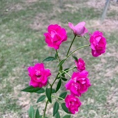 ミニバラ　ピンクの画像