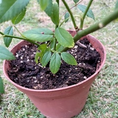 ミニバラ　ピンクの画像