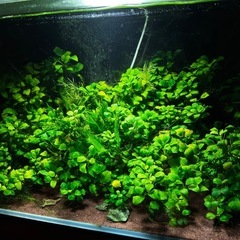 【受け渡し者きまりました】格安:90規格水槽セット！の画像